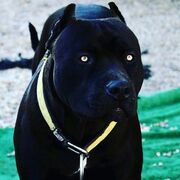 PitbullFaixaPreta